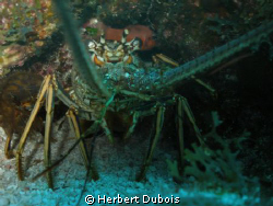 Lobster Close up by Herbert Dubois 
